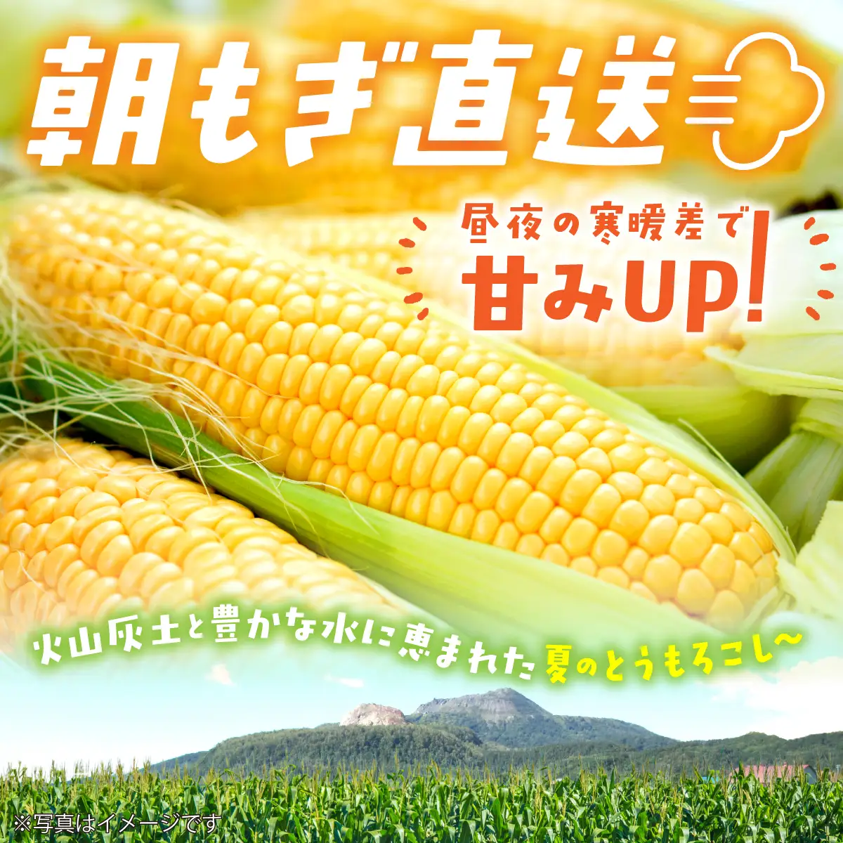 ＜2026年8月初旬よりお届け＞約10kg！北海道壮瞥産とうもろこし（恵味）【Ｌ～2Lサイズ 22～25本】 SBTP006