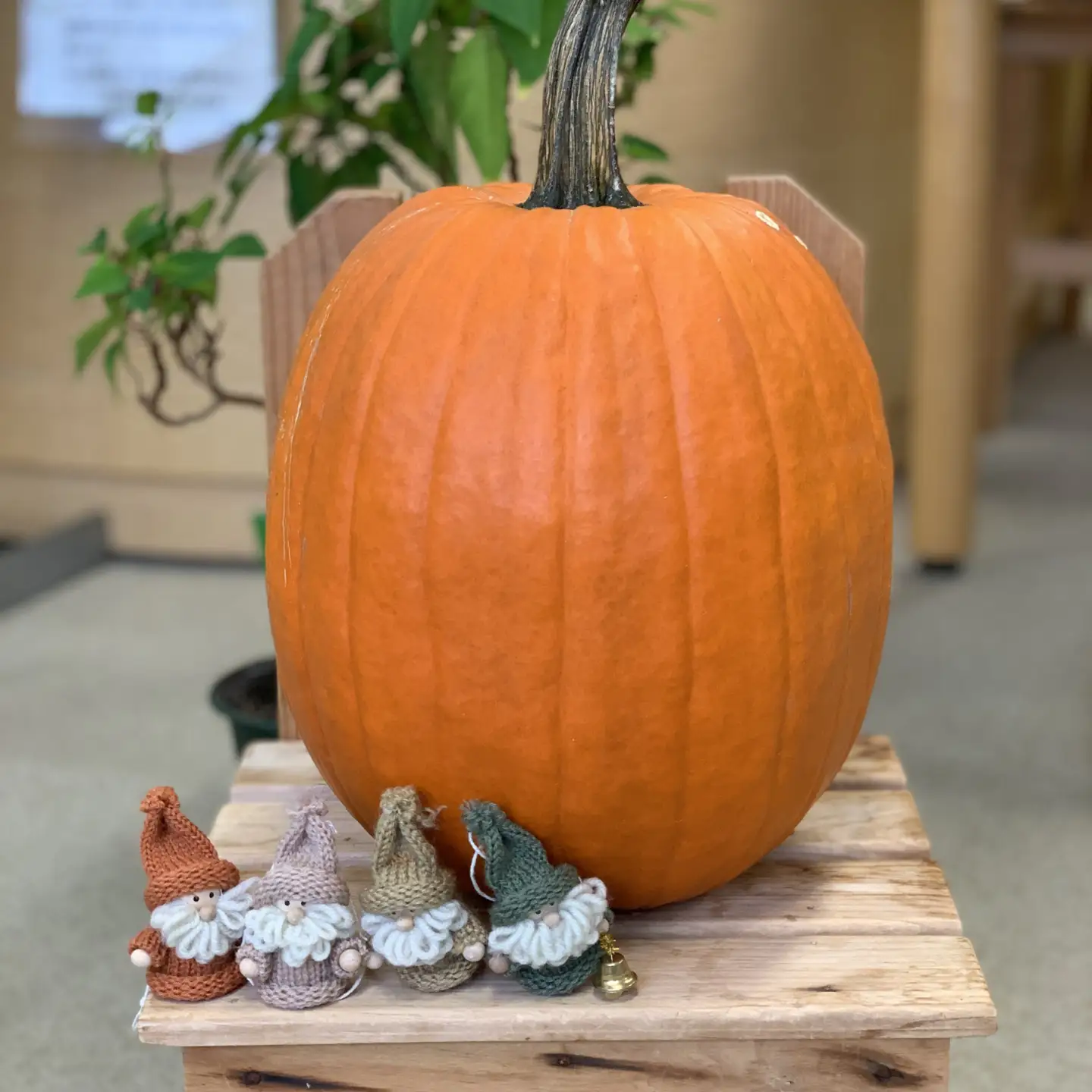 ＜2026年10月初旬よりお届け＞ハロウィンかぼちゃ Lまたは2Lサイズ玉2個 SBTL015