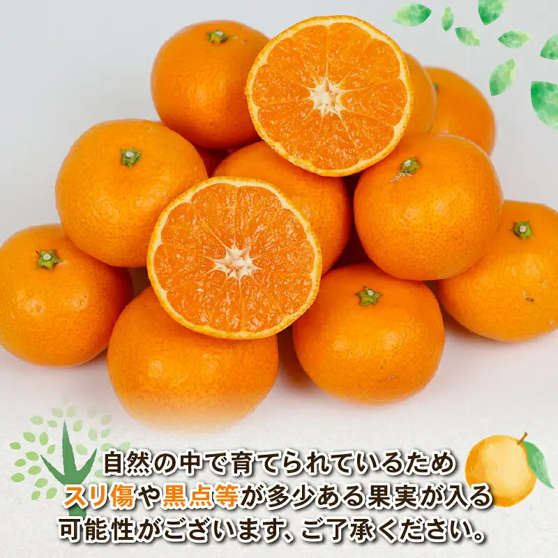 愛媛みかん 石地みかん 約5kg S~L サイズ Shirai.agrifarm 先行予約 中生 なかて 愛媛ミカン 愛媛蜜柑 mikan 温州 温州みかん 不揃い 果物 くだもの フルーツ 柑橘 蜜柑 産地直送 農家直送 数量限定 国産 愛媛 宇和島 B010-115003