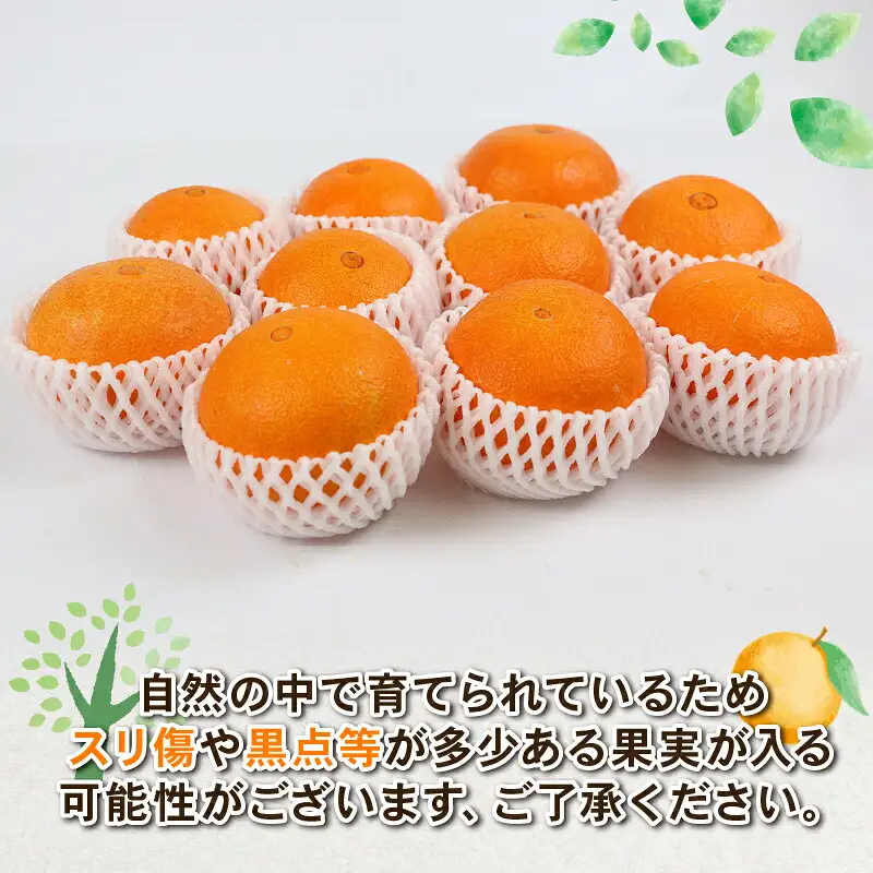 【紅まどんなと同品種】 愛果28号 約4kg L~3L サイズ Shirai.agrifarm 先行予約 まどんな B020-115004