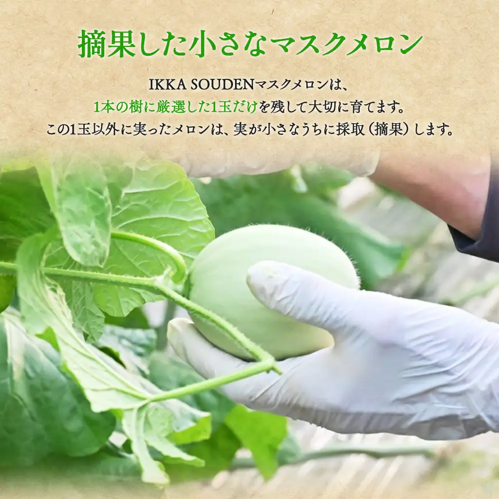 メロン つるかめろんの玉子(摘果メロン) 2kg 約16玉 - マスクメロン めろん フルーツ くだもの 果物 おやつ おつまみ アレンジ 料理 お漬物 お漬け物 炒め物 天ぷら 子メロン 小さい 産地直送 篤農 tn-0015