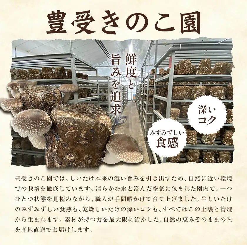 しいたけ きのこ 野菜 しいたけ詰め合わせセット 計1060g 《30日以内に出荷予定(土日祝除く)》 