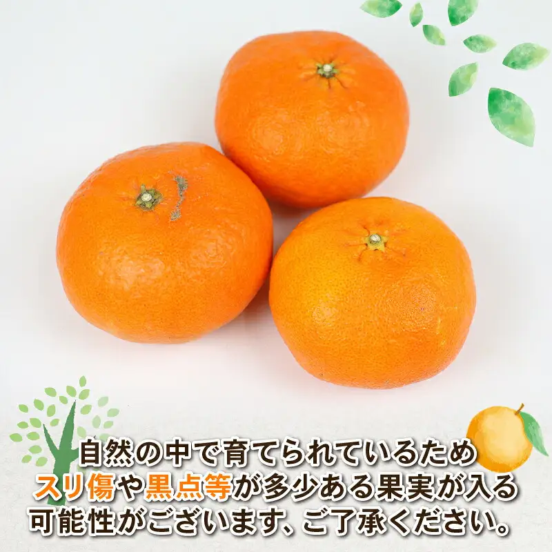 【甘平】 4kg Shirai.agrifarm 甘平 B020-115005