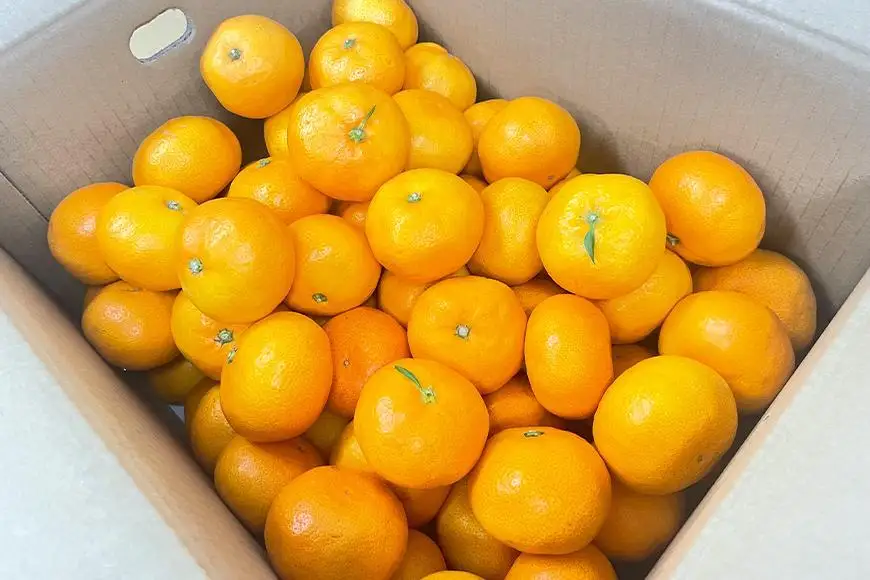 秀品 完熟有田みかん 約1kg 【2026年10月中旬頃より発送】【S～Ｌサイズおまかせ】