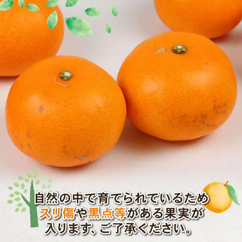 せとか 4kg Shirai.agrifarm せとか B020-115006