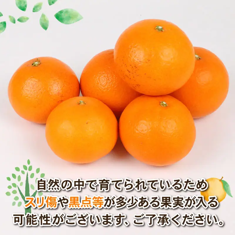 【先行受付】【新品種】甘平×まどんな 4kg「紅プリンセス」と同品種 愛媛果試48 みかん【B030-115007】【Shirai.agrifarm】 M～3L