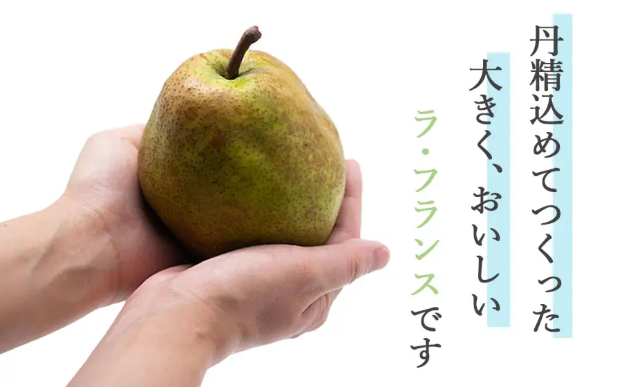 ラ・フランス(洋梨) 5Lサイズ以上 約4kg(7～9玉) 山形県鶴岡市産 令和8年産 長南農園