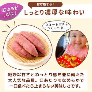【訳あり】無選別+土付きのさつまいも(紅はるか)10kg | さつまいも さつまいも さつまいも さつまいも さつまいも