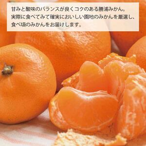 谷内青果 早生みかん 訳あり 10kg
