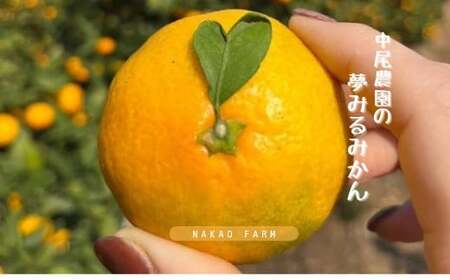 中尾農園の夢みるみかんジュース贅沢３種３本セット［みかん・はるか・クレメンティン］みかんジュース  国産みかん はるか クレメンティン  佐賀県 太良町 OC8x1