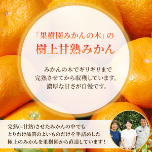 L8x1 果樹園みかんの木の早熟早生みかん ５ｋｇ　みかん ミカン 蜜柑 温州みかん 完熟みかん 甘熟 柑橘 極早生 早生 有機栽培 国産 佐賀県産 太良町 こだわり 贈答品 産地直送 詰め合わせ 【2026年10月上旬-11月下旬発送予定】