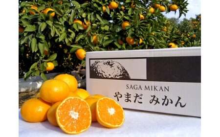 やまだ果樹園の完熟みかん　５ｋｇ　みかん 太良みかん 温州みかん 完熟みかん 国産みかん 小玉みかん 大玉みかん 佐賀県 太良町 L32x1 【2026年11月上旬-2027年1月上旬発送予定】