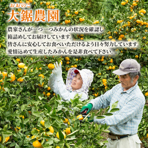 大鋸農園の甘果坊（小玉）５ｋｇみかん蜜柑太良みかん温州みかん果物フルーツ甘い柑橘小玉ノーワックス果実くだもの柑橘類佐賀県太良町 LB8x1 【2026年10月下旬～12月下旬配送予定 】
