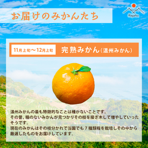 Ｑ-40 早津みかん園　旬のみかんのお楽しみ３回定期便（11月～2月）　みかん ミカン 蜜柑 温州みかん 完熟みかん 甘熟 山下紅みかん おひさまおれんじ 柑橘 有機栽培 国産 佐賀県産 太良町 こだわり 贈答品 産地直送 詰め合わせ 小玉 大玉 定期便