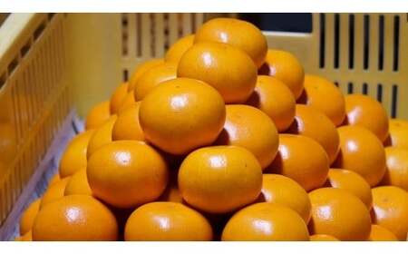 O84x1 おひさまおれんじ7kg おひさまおれんじ 7kg 希少 温州みかん 早生 温州 みかん ミカン 蜜柑 温州蜜柑 温州ミカン フルーツ くだもの 果物 ミネラル豊富 太良町 国産  【2026年12月上旬～2027年1月上旬】