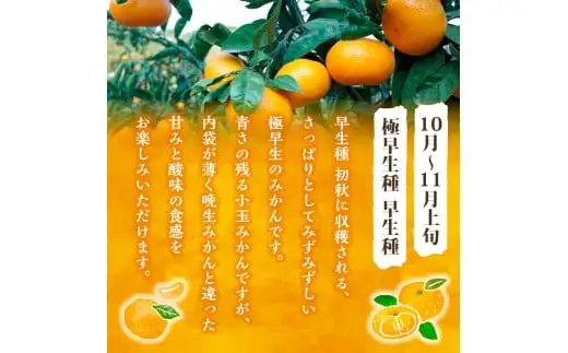 かねひろの黒酢みかん（小玉） 【7営業日以内発送】 【2026年10月下旬から2027年1月下旬まで発送予定】 新鮮 黒酢 アミノ酸 みかん 蜜柑 ミカン 温州みかん 5kg 甘い 柑橘 果実 フルーツ オレンジ 人気 おすすめ 贈答 ギフト 正月 実家 産地 九州 佐賀県 太良町 L39x1