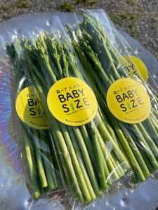 BABYサイズ 森のアスパラ 120g×4袋  アスパラガス アスパラグリーンアスパラガス 旬 野菜 佐賀県 太良町 L147