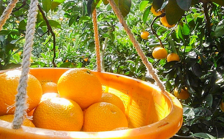 早津みかん園のスイートスプリング 3kg 【2027年2月上旬～3月上旬発送予定】 スイートスプリング みかん ミカン 柑橘 柑橘系 柑橘類 くだもの 果物 フルーツ 国産 佐賀県産 太良町産 佐賀県 太良町 常温 L27x1