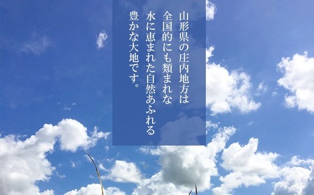 【令和8年産 新米】 特別栽培米ササニシキ 精米 10kg （10kg ×1袋） 山形県庄内産 野々ファーム 