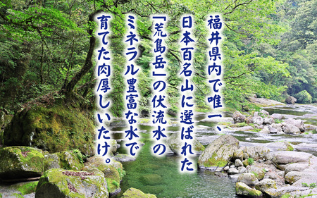 菌床肉厚しいたけ（福井県大野市産）1kg[A-003019]