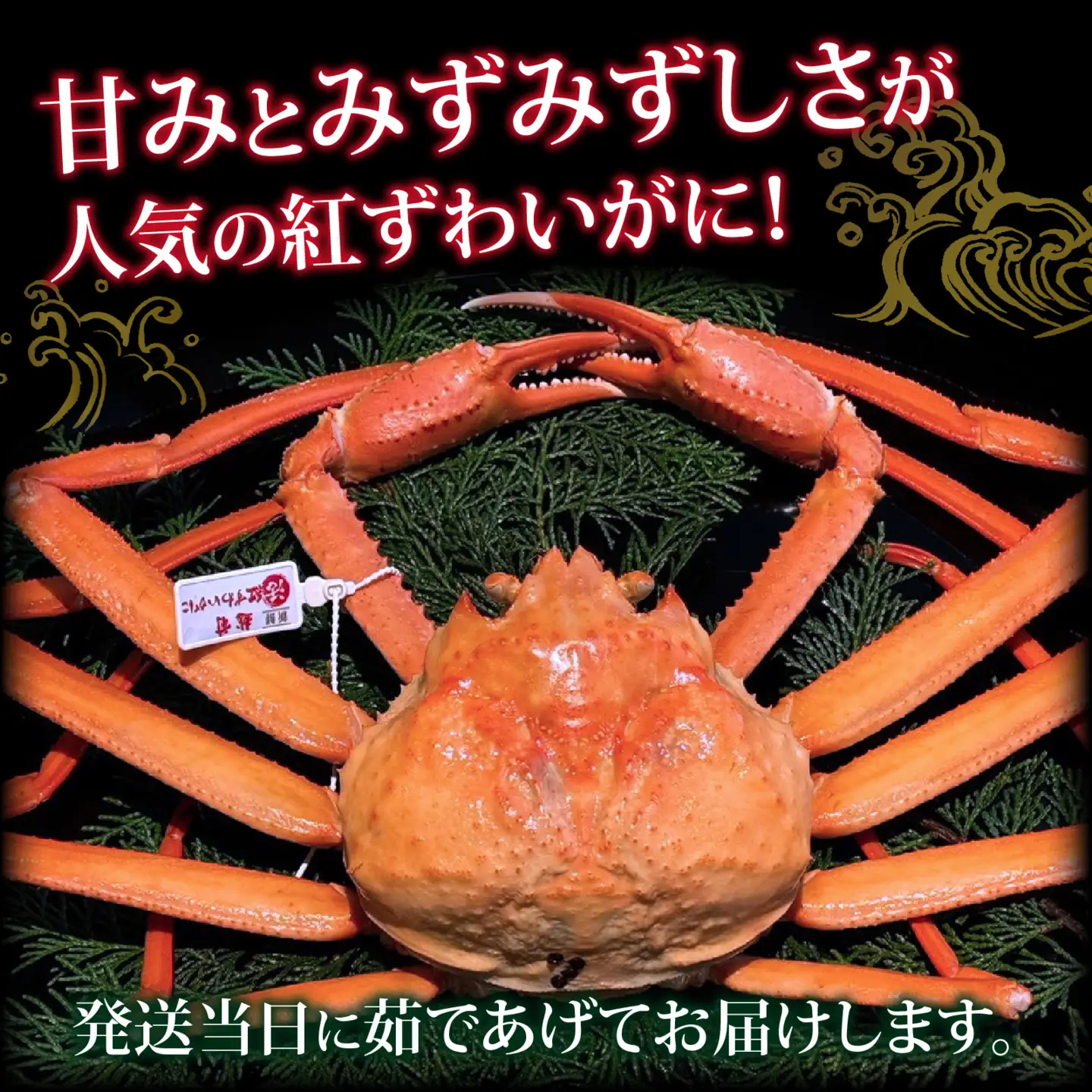 【先行予約】【蟹問屋 越前田村屋 究極の逸品】越前産 紅ずわいがに 1.0kg以上 1杯 [C-029068] / 紅ズワイガニ