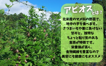 スーパーフード 糖度30度あま～いアピオス(生)1kg