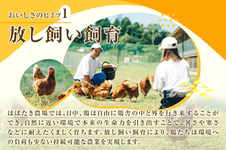 【９か月定期便】放し飼い米たまご15個+5個保証（計20個）農家直送 新鮮 卵 タマゴ 赤卵 玉子 鶏卵 朝食 夕食 夜食 朝ごはん たまご焼き オムレツ 卵ご飯 料理 濃厚 飼料にこだわった 卵かけご飯 米たまご 生卵 大容量 お取り寄せ 愛知県 常滑市
