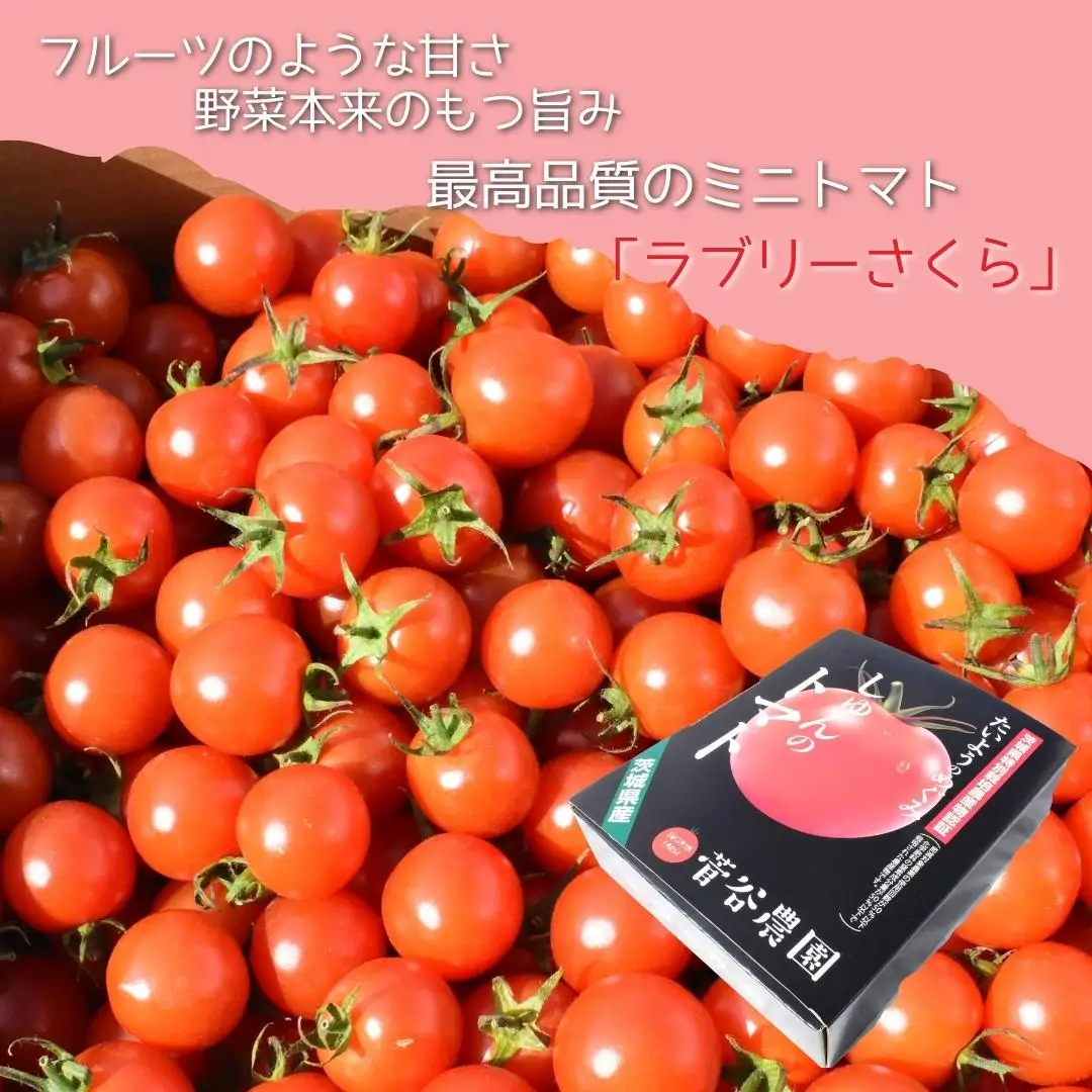 小さいのに旨みとコクあり！ミニトマト（ラブリーさくら）バラ詰め／2.5kg 【 トマト 】