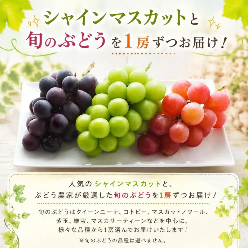 【ぶどうの2種セット】 シャインマスカット 旬のぶどう （各1房 計2房） 約1kg