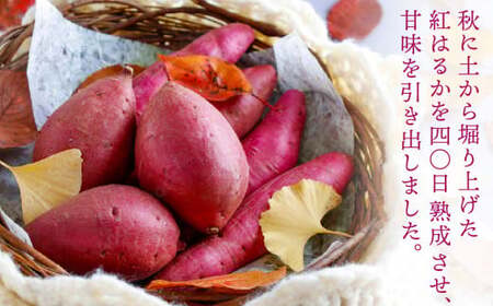 【12月発送】【みっちゃんの干し芋】茨城県産 干し芋 紅はるか 240g × 3袋 （720g）