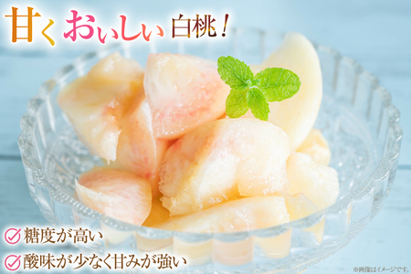 【期間限定発送】 桃 さくら 白桃 3kg