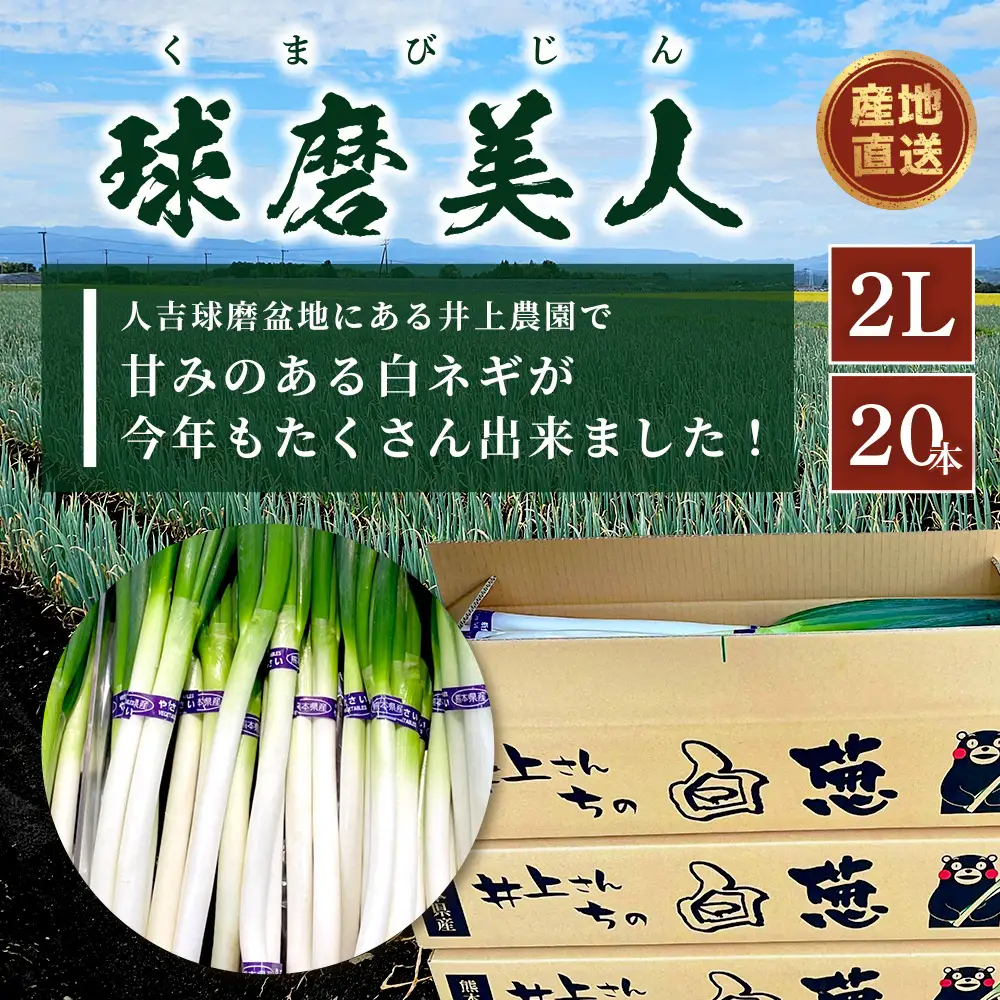 井上農園の白ネギ 「球磨美人」 2Lサイズ×20本 【8月初旬より順次発送】 114-0501