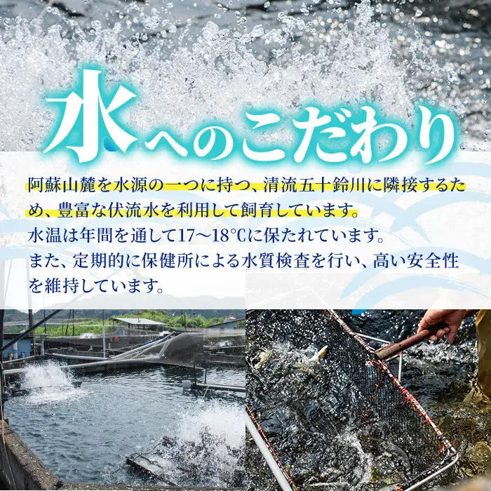 【北海道・離島配送不可】＜先行予約受付中！2026年10月～11月中旬の間に発送予定＞＜期間限定＞生子持ち鮎(約1kg・10～14匹)  冷蔵 国産 川魚 【ME-02】【米良水産】