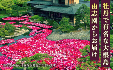 【先行予約】【2026年12月中旬以降順次発送】【米子高島屋選定品】日本庭園由志園　正月咲き牡丹（3輪咲き）島根県松江市/株式会社JU米子高島屋[ALFD009] 