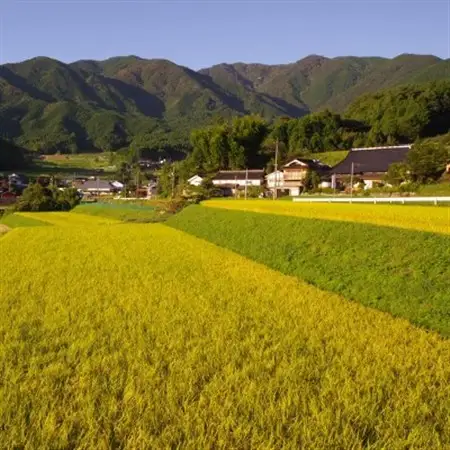 美作アルプス　後山の棚田米(精米)5kg　　1袋_ 精米 米 _【1552991】