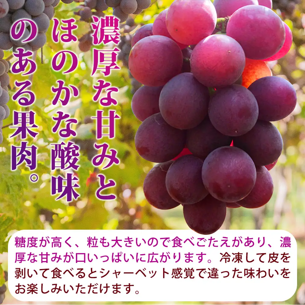 【全3回】紀州和歌山産旬のフルーツセット(巨峰・シャイン・みかん) / 果物定期便 フルーツ定期便 みかん オレンジ 柑橘 くだもの 果物 シャイン マスカット ぶどう 巨峰 【tkb398】
