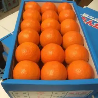 大山果樹園厳選　贈答用 屋久島たんかん 5kg＜秀品L～2L＞