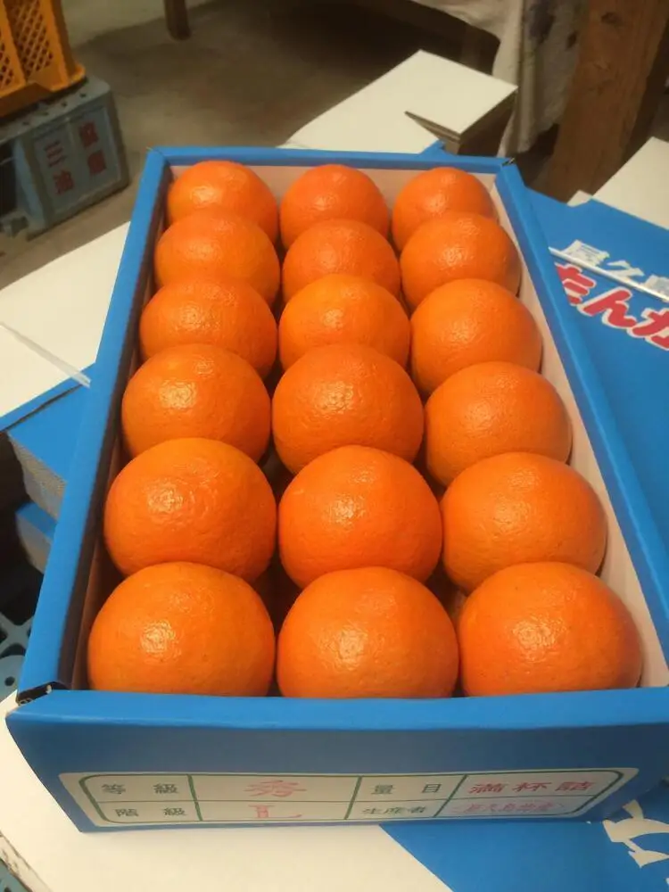 大山果樹園厳選　贈答用 屋久島たんかん 5kg＜秀品Mサイズ＞