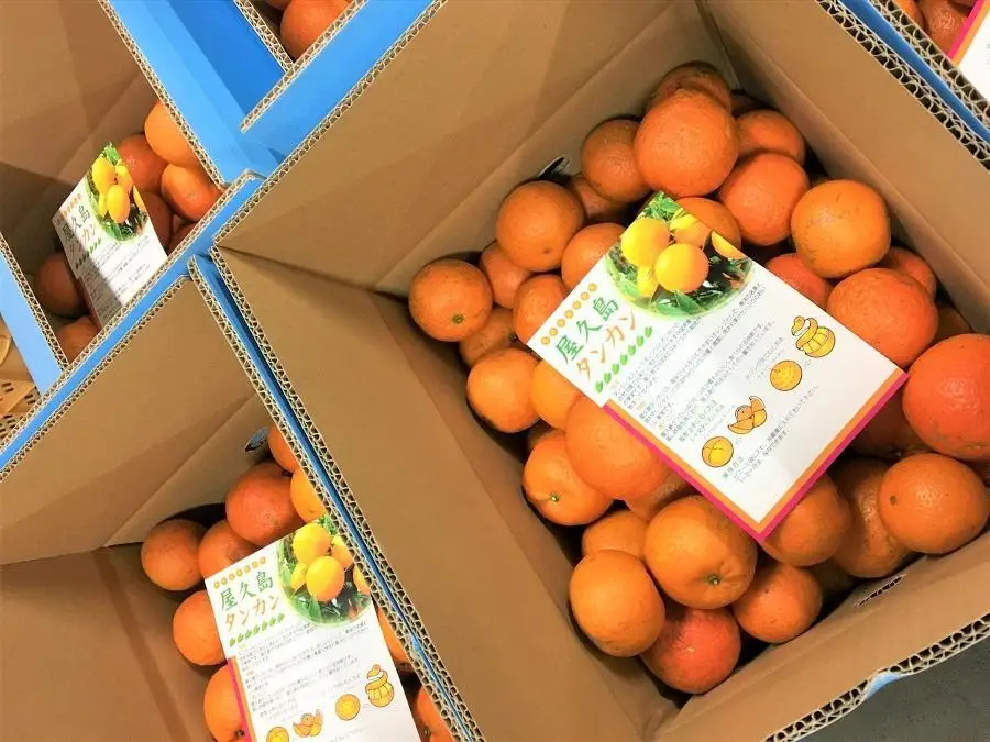 大山果樹園おすすめ 屋久島たんかん 約5kg【家庭用・良品】