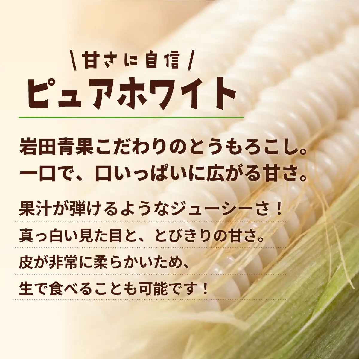 とうもろこし 訳あり ピュアホワイト 6kg 茨城県産 トウモロコシ 深夜採り 朝出荷