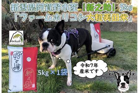 【令和7年産】阿賀野市産新之助「ファームホリコシ 新之助」5kg 白米 精米  新潟県 米 こめ コメ 数量限定 1週間以内に発送可 3H03011