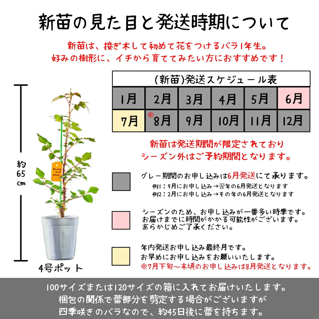 ＜予約受付＞花巻温泉バラ園 オリジナル品種「花巻おとめ80」　新苗　＜2026年6月より随時発送＞ 【2000】