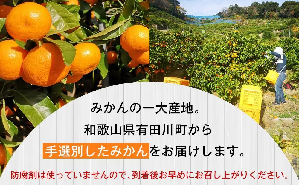 有田みかん 早生みかん 秀品または優品 約5kg S～Lサイズ混合 としみ農園