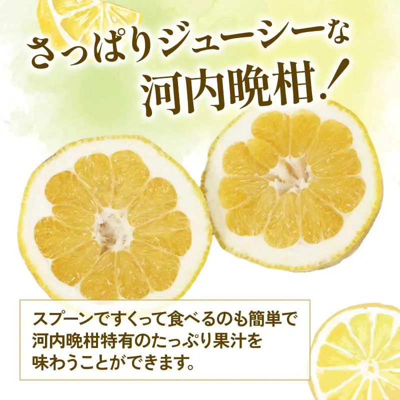 贈答用 河内晩柑 3kg YAMAUCHI FARM 河内晩柑 B010-084005