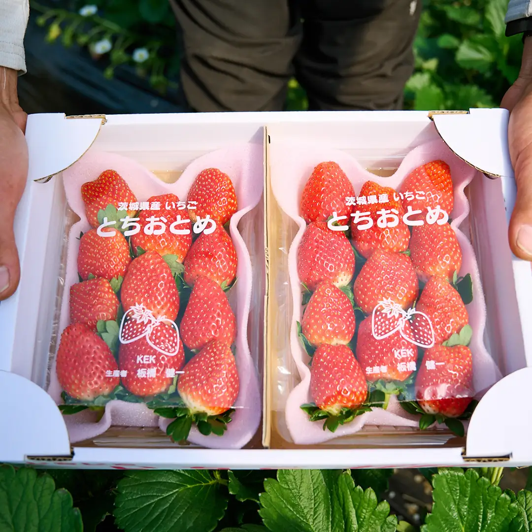 【12/10までの申込で年内にお届け！】完熟 とちおとめ 約260g×2パック 年内お届け 国産 いちご イチゴ 苺 果物 フルーツ 茨城県産 KEK[BC079sa]