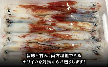 対馬産 ヤリイカ 3杯 [WCN004]新鮮 冷凍発送 やりいか 刺身 海鮮