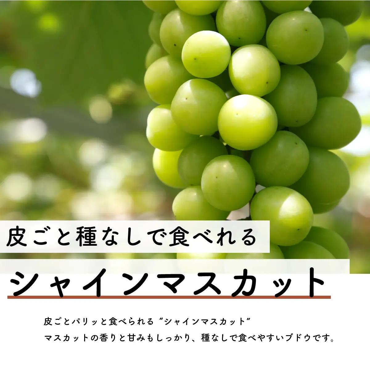 【先行予約・2026年9月】シャインマスカット＆ピオーネ 食べ比べセット 約1.5kg｜数量限定・農家直送