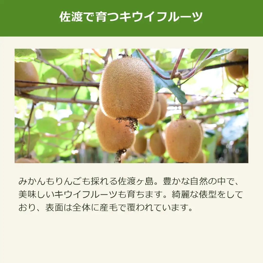 キウイフルーツ L 30玉 | 新潟県 佐渡市 キウイ