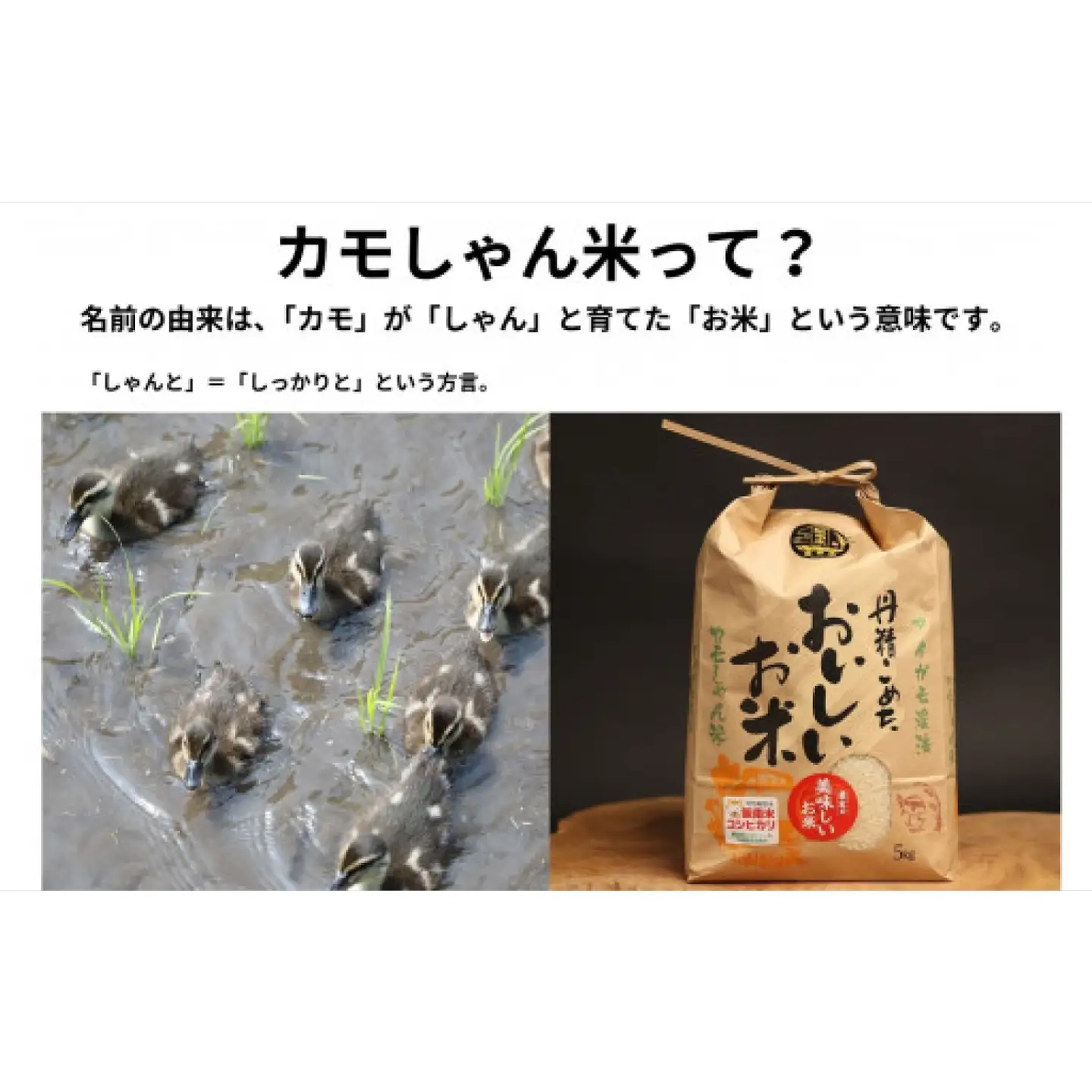 【令和7年度産】コシヒカリ （玄米）カモしゃん米　5kg 【アイガモ あいがも 合鴨 かも カモ コシヒカリ お米 農家直送 無農薬 化学肥料不使用 玄米 安心 安全 令和7年度産 島根県飯南町】