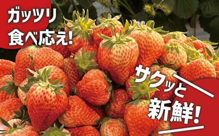【数量限定 / 先行予約】 2回定期便 新鮮いちご〈品種：紅ほっぺ〉 約2kg (250g×8パック) Happy Strawberry 旬の時期に収穫してすぐ発送！ 【 訳あり いちご フルーツ 旬 小分け 人気 岩手 陸前高田 】RT2591